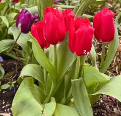 🌷🩷