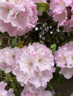 🌸