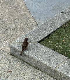 🐥