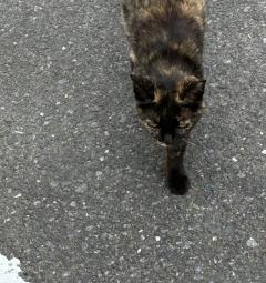🐈