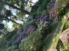 紫陽花