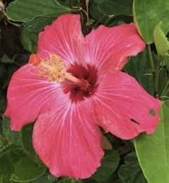 🌺